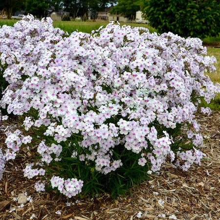 Phlox Plant 'Pink A Dot'