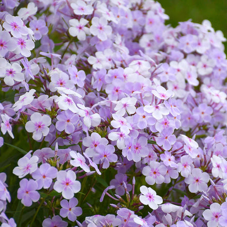 Phlox Collection
