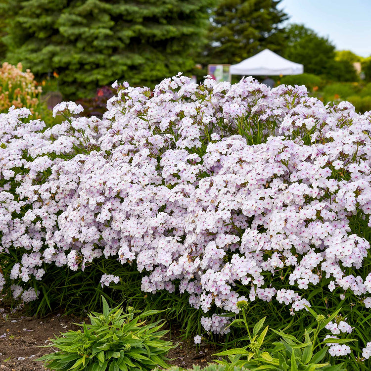 Phlox Plant 'Pink A Dot'