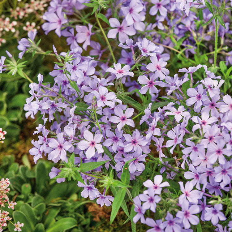 Phlox divaricata laphamii Plant 'Chattahoochee'