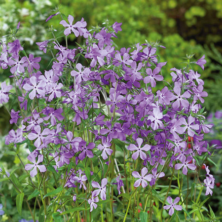 Phlox divaricata laphamii Plant 'Chattahoochee'