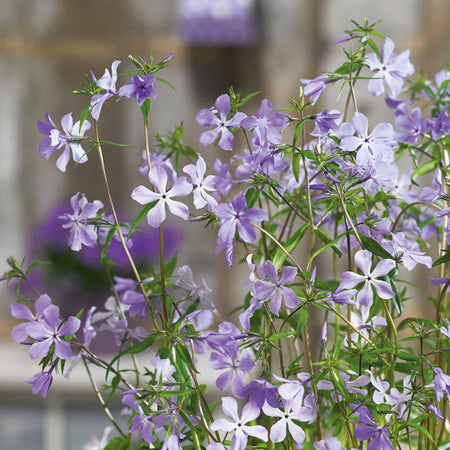 Phlox divaricata laphamii Plant 'Chattahoochee'