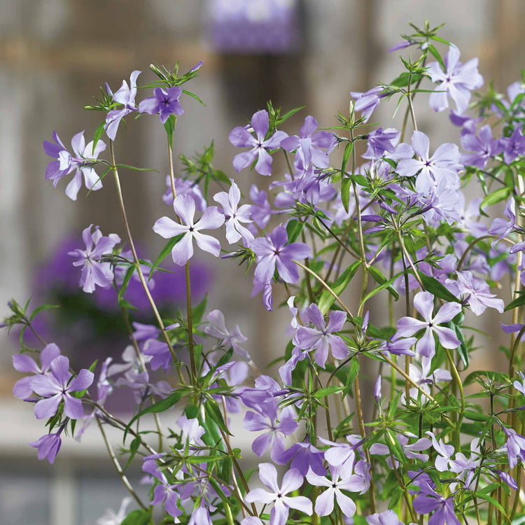 Phlox divaricata laphamii Plant 'Chattahoochee'
