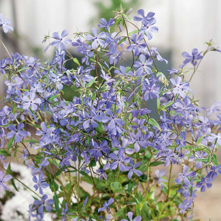 Phlox divaricata laphamii Plant 'Chattahoochee'
