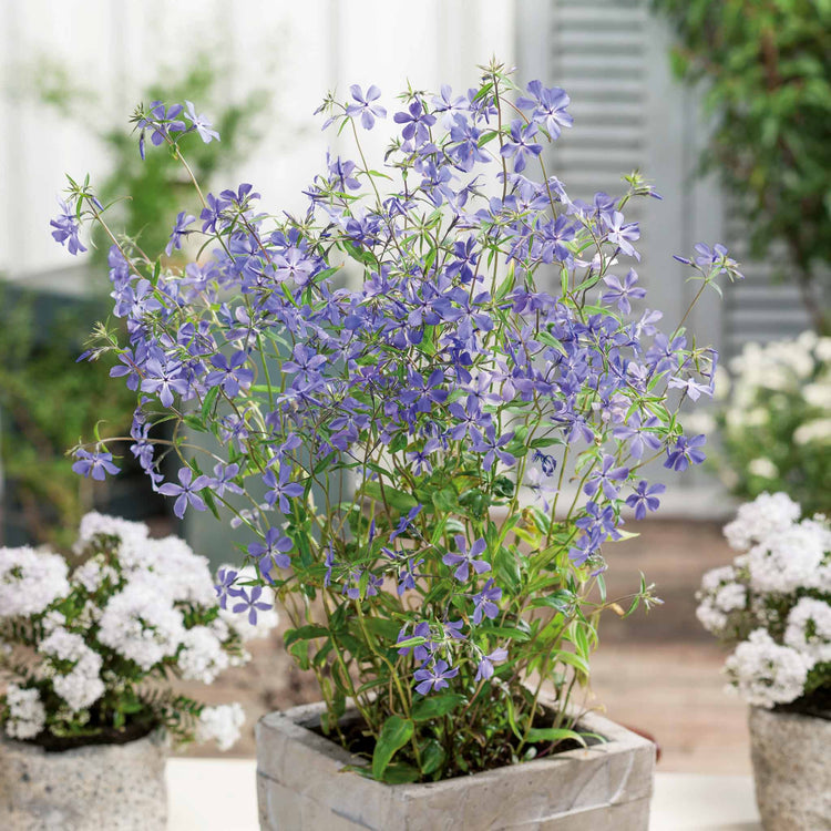 Phlox divaricata laphamii Plant 'Chattahoochee'