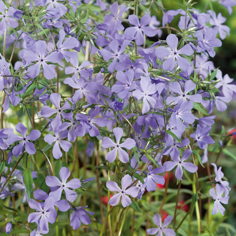 Phlox divaricata laphamii Plant 'Chattahoochee'