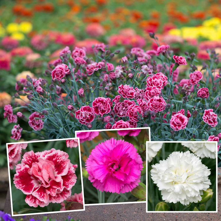 Dianthus Pinks Plant Collection