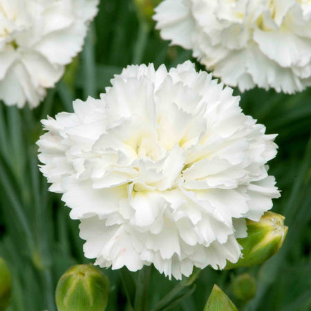 Dianthus Pinks Plant Collection