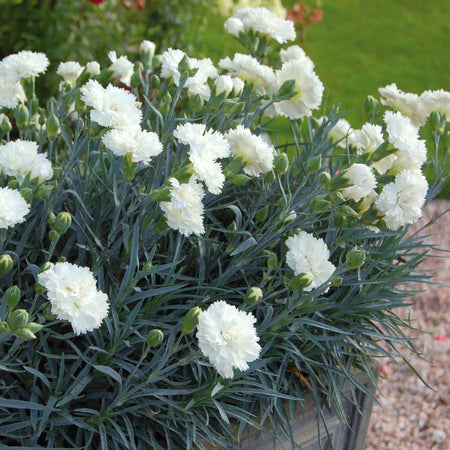 Dianthus Pinks Plant Collection