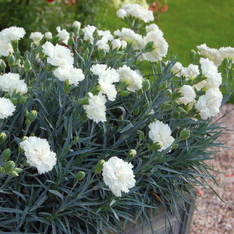 Dianthus Pinks Plant Collection