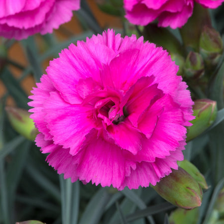 Dianthus Plant 'Pinks Scent First Tickled Pink'