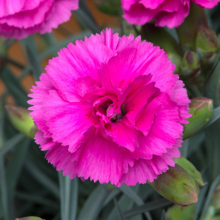 Dianthus Pinks Plant Collection