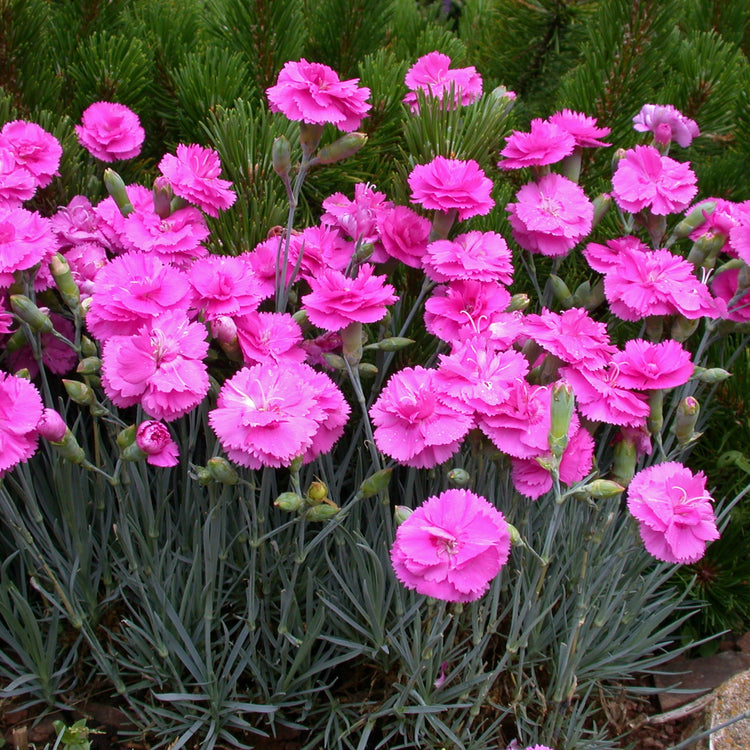 Dianthus Pinks Plant Collection