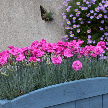 Dianthus Plant 'Pinks Scent First Tickled Pink'