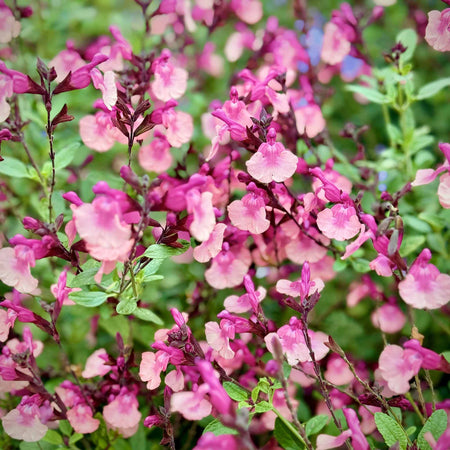 Salvia Plant 'Melba Magic Peach'