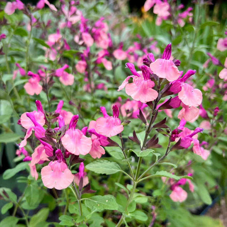 Salvia Plant 'Melba Magic Peach'