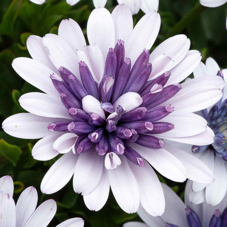 Osteospermum Plant '3D Double Blue Steel'