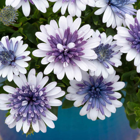 Osteospermum Plant '3D Double Blue Steel'