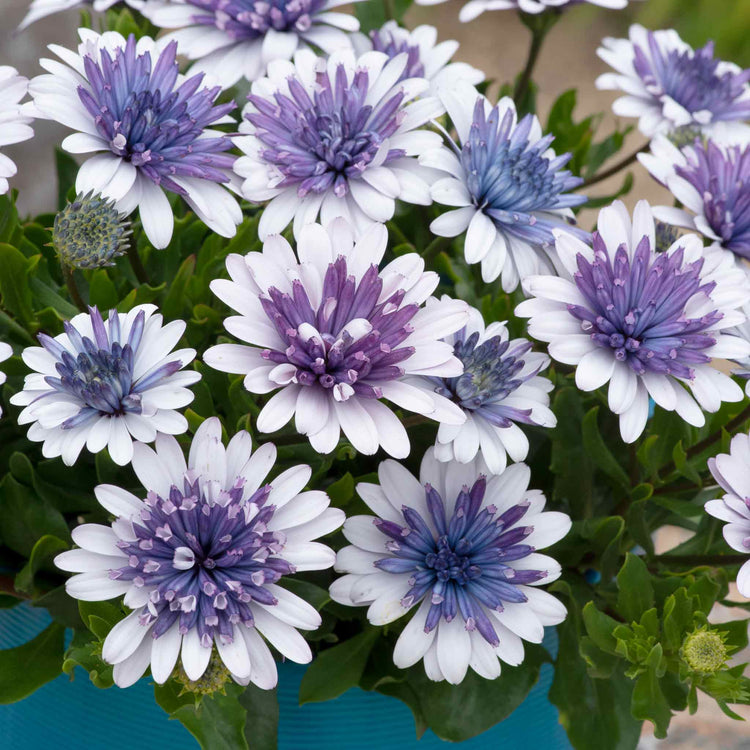 Osteospermum Plant '3D Double Blue Steel'