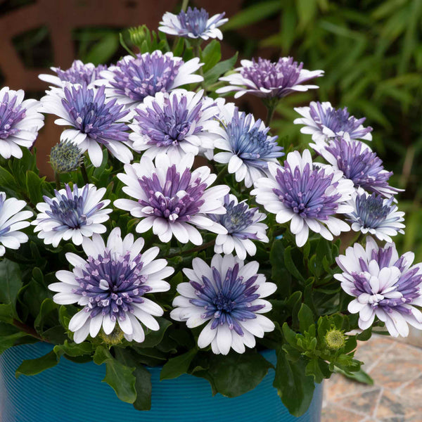 Osteospermum Plant '3D Double Blue Steel'