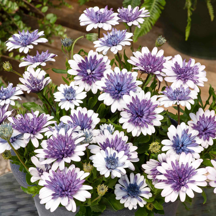 Osteospermum Plant '3D Double Blue Steel'