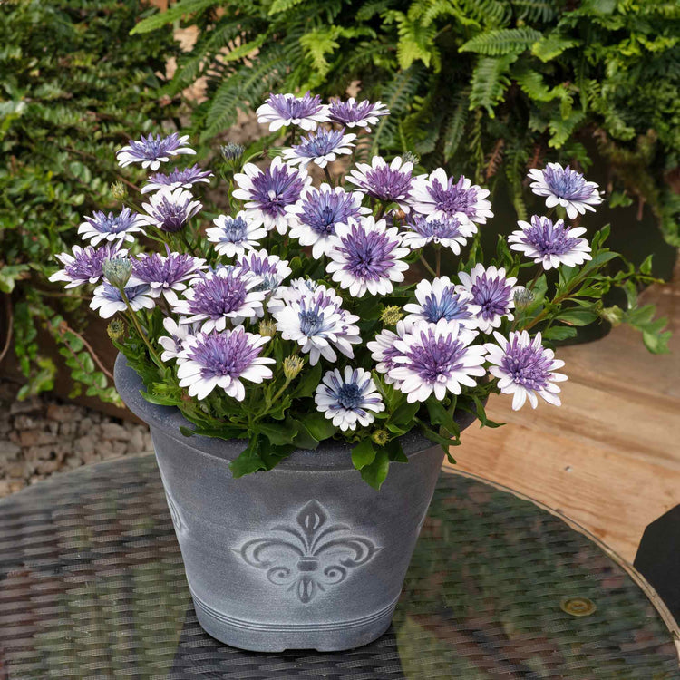 Osteospermum Plant '3D Double Blue Steel'