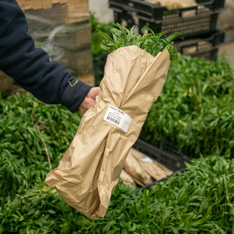 Wallflower Plants Dwarf Mixed 100 Bare Root Plants Buy Wallflower