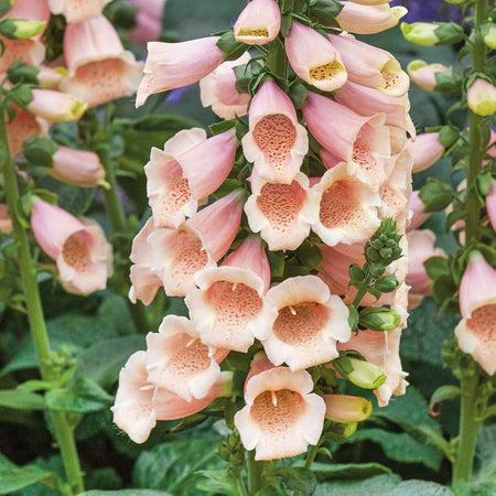 Digitalis 'Dalmatian Peach'