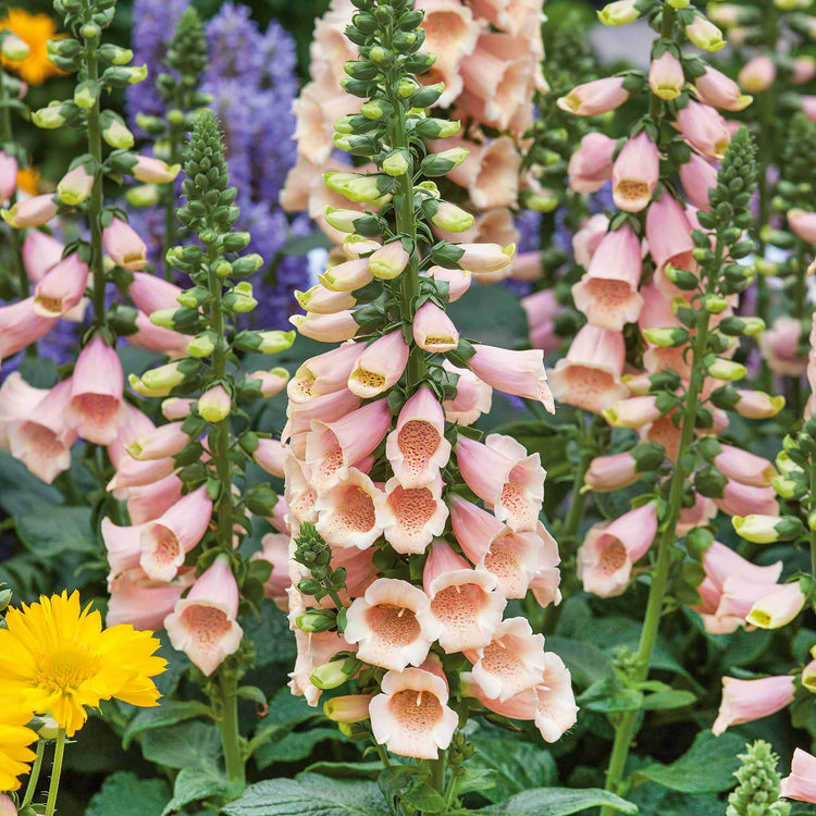 Digitalis Tall Collection