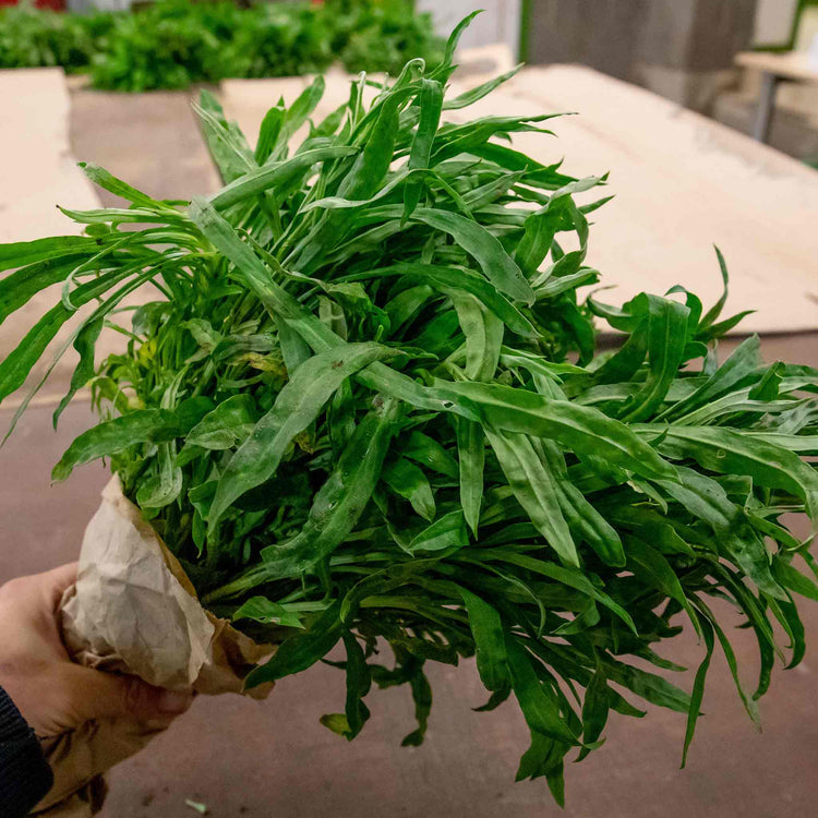 Wallflower Plant 'Dwarf Mixed'