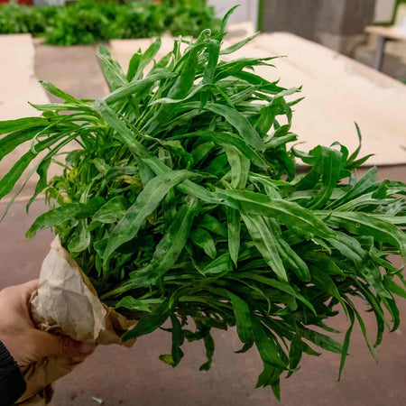 Wallflower Plant 'Tall Mixed Bare Root'