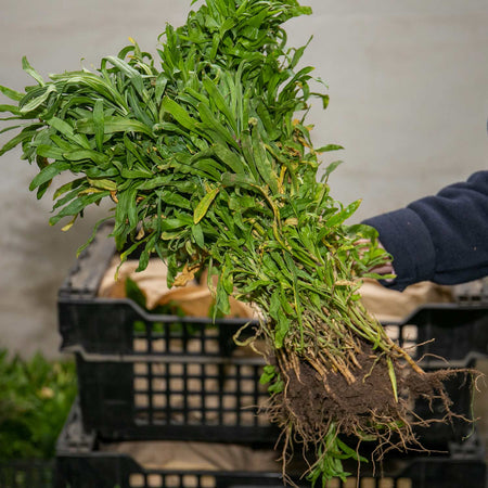 Wallflower Plant 'Tall Mixed Bare Root'