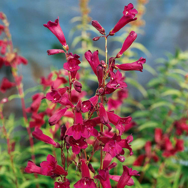 Penstemon Plant 'Blackbird'