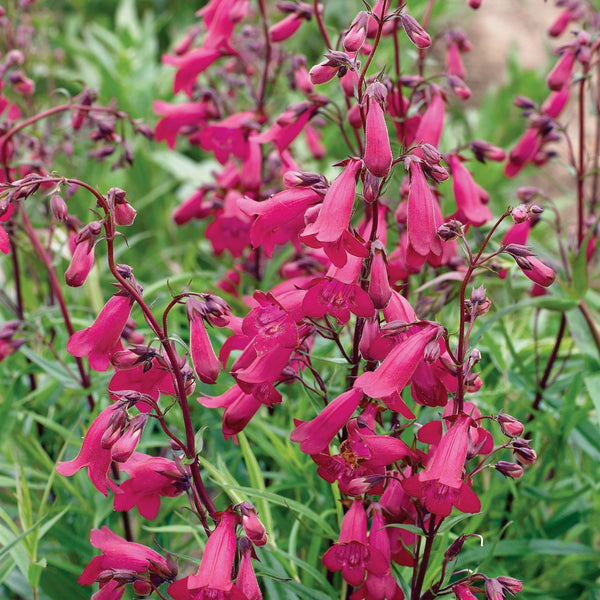 Penstemon Plant 'Garnet'