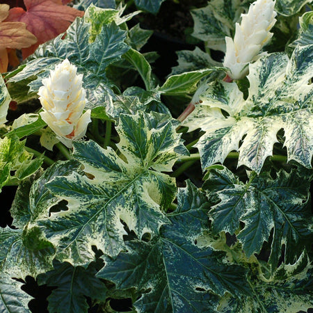 Acanthus Plant 'Whitewater'