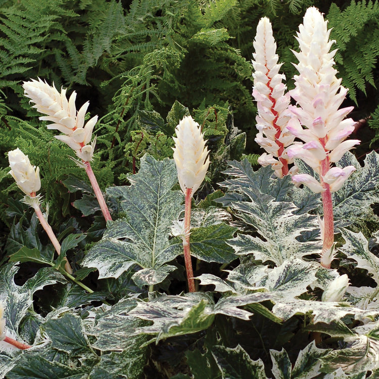 Acanthus Plant 'Whitewater'