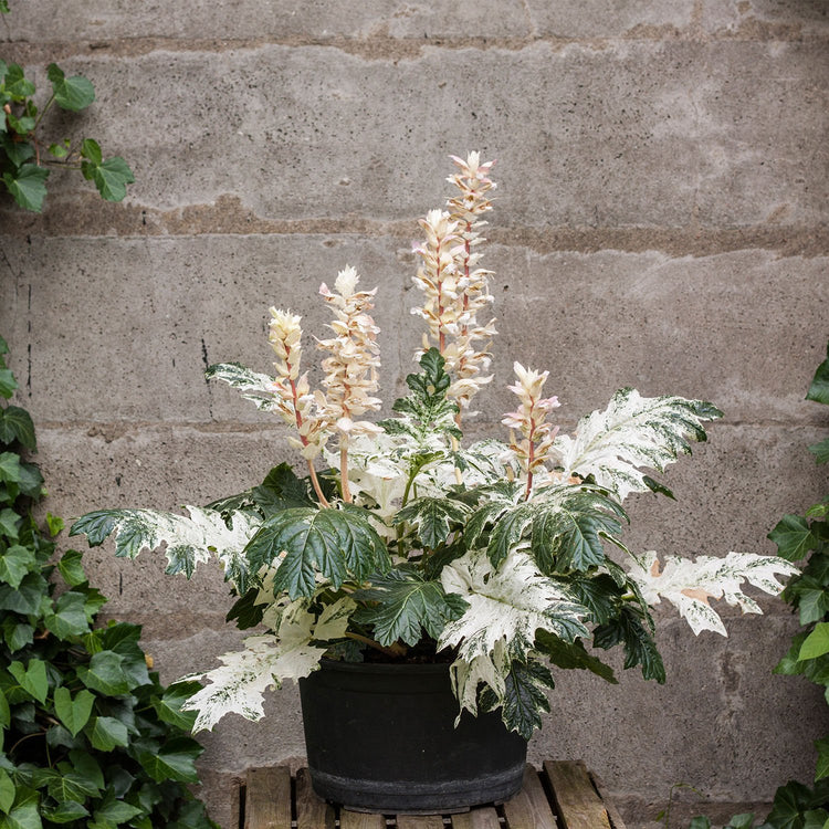 Acanthus Plant 'Whitewater'