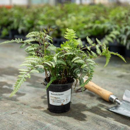 Athyrium Plant 'Niponicum Red Beauty'