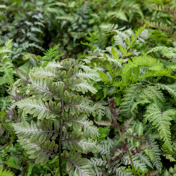 Athyrium Plant 'Niponicum Red Beauty'