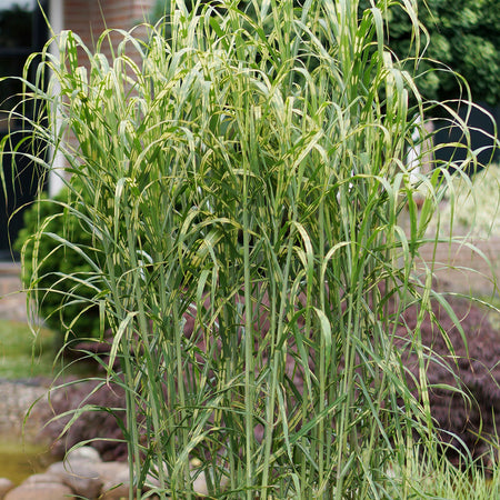 Miscanthus Plant 'Giganteus Alligator'