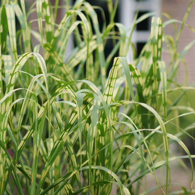 Miscanthus Plant 'Giganteus Alligator'