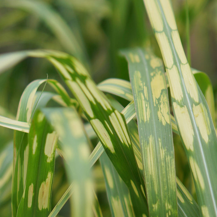 Miscanthus Plant 'Giganteus Alligator'