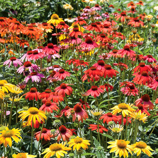 Echinacea Plant 'Cheyenne Spirit'