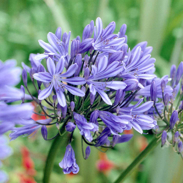 Agapanthus Plant 'Blue Storm'