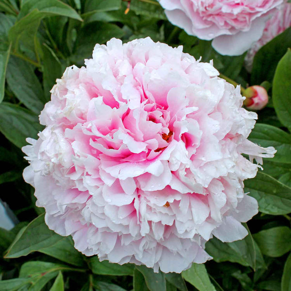 Peony Plant 'Lactiflora Sarah Bernhardt'