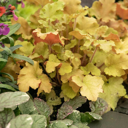 Heuchera Plant ‘Marmalade’