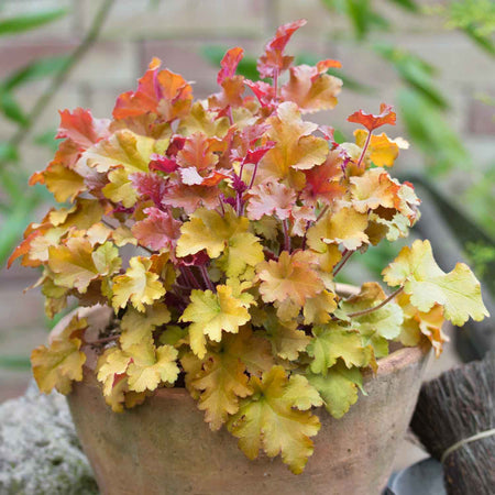 Heuchera Plant ‘Marmalade’