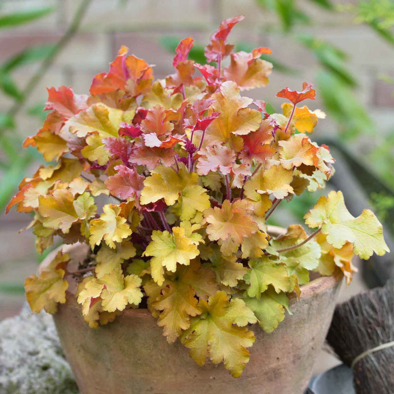 Heuchera ‘Marmalade’