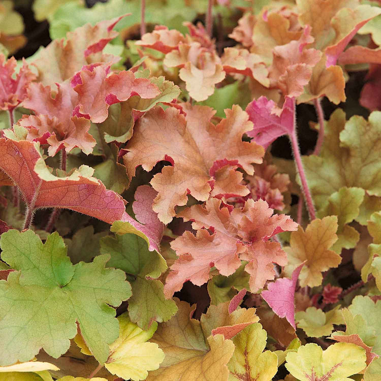 Heuchera Plant ‘Marmalade’