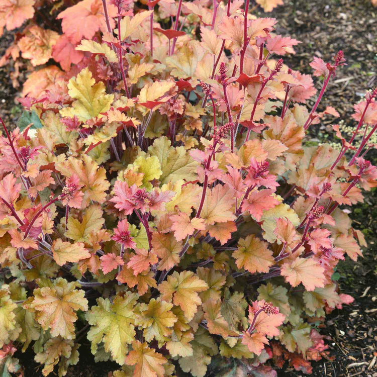 Heuchera Plant ‘Marmalade’